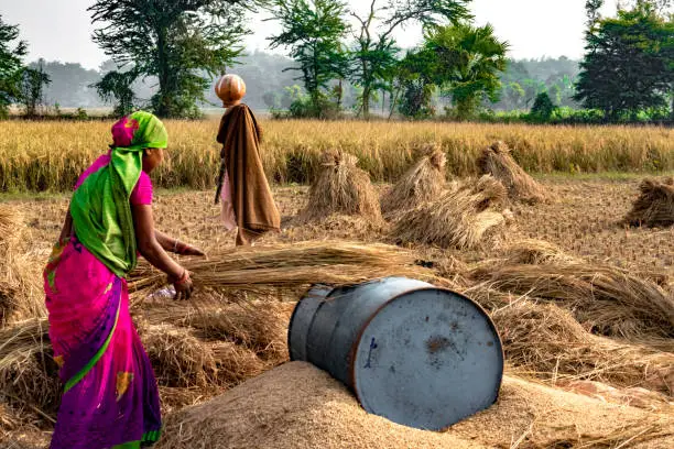 Hard Working Indian Woman Farmer wearing Saree, and working in her fields in the harvest season and is winnowing wheat grains from the Chaff in Traditional way. Women Empowerment and Gender Eqality.