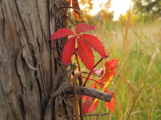 red leafes on the tree in the autumn park - leafes autumn grass nature imagens e fotografias de stock