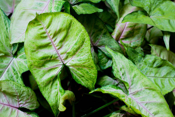 istock tropical green climbing plant leaves as background 1151357889