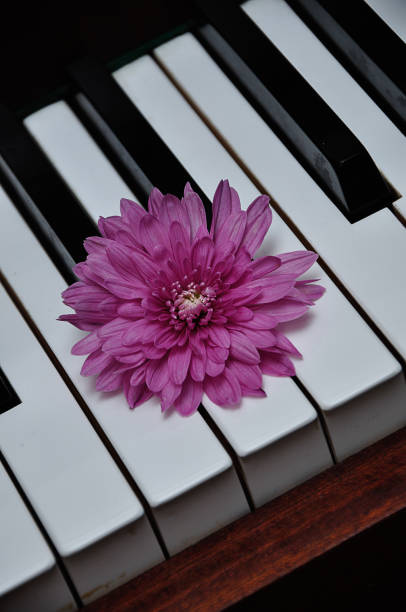 istock A pink aster displayed on top of piano keys 1151358322