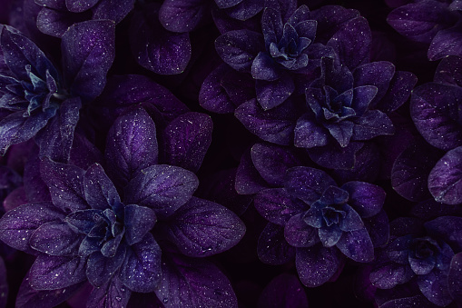 Más de 30,000 imágenes de flores oscuras | Descargar imágenes gratis en Unsplash Más de 30,000 imágenes de flores oscuras | Descargar imágenes gratis en Unsplash