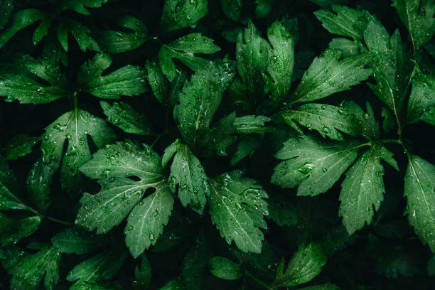 Bright green leaves top view minimalistic background