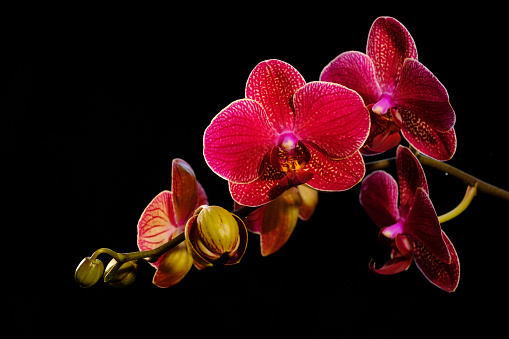 Beautiful flowers of red orchids on a black background