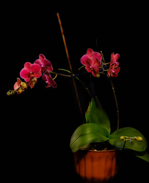 istock Beautiful flowers of red orchids 1151358452