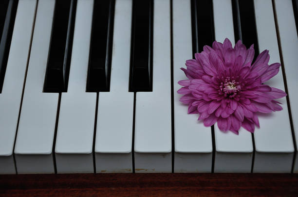 istock A pink aster displayed on top of piano keys 1151358511