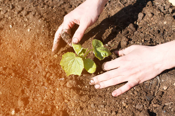 istock farmer planted cucumber seedlings in the ground 1151358855