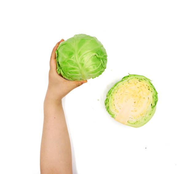 istock Female hand holding  on cabbage  white background 1151359713