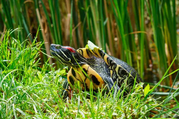 Photo of Red-eared slider (Trachemys scripta elegans) emerging from a pond. Also known as the red-eared terrapin, this semiaquatic turtle belonging to the family Emydidae is a popular pet in the United States.