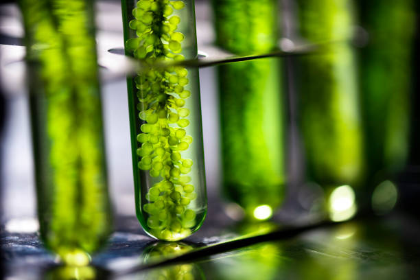 fotobiorreactor en la industria de biocombustibles de combustible de algas de laboratorio, combustible de algas, investigación de algas en laboratorios industriales - energía sostenible fotos fotografías e imágenes de stock