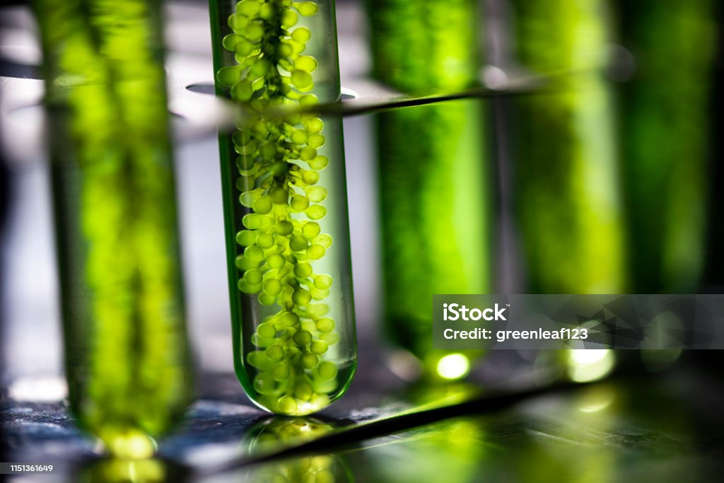 Photobioreactor in lab algae fuel biofuel industry, Algae fuel, Algae research in industrial laboratories Biotechnology Stock Photo