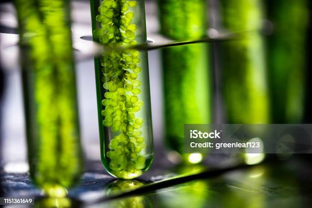Photobioreactor In Lab Algae Fuel Biofuel Industry Algae Fuel Algae Research In Industrial Laboratories Stock Photo - Download Image Now