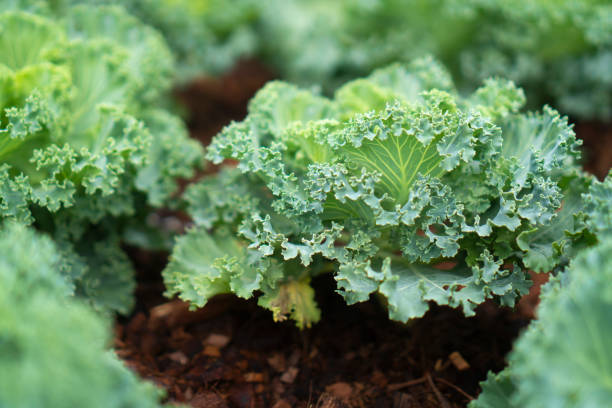 istock Experiments on growing plants in the house For education 1151361783