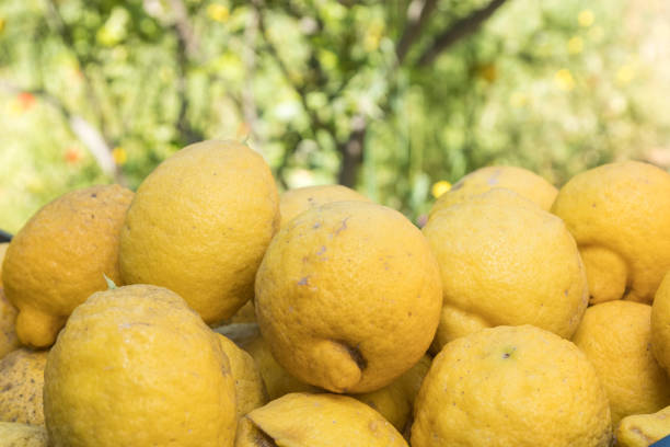 Sicilian lemons freshly harvested