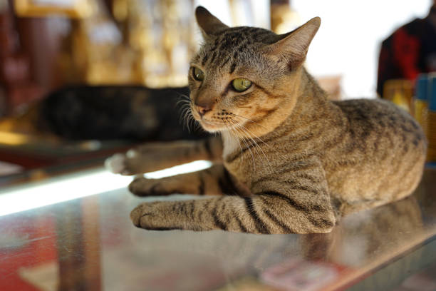 Brown color stray cat sitting on glass looking at the camera with light under
