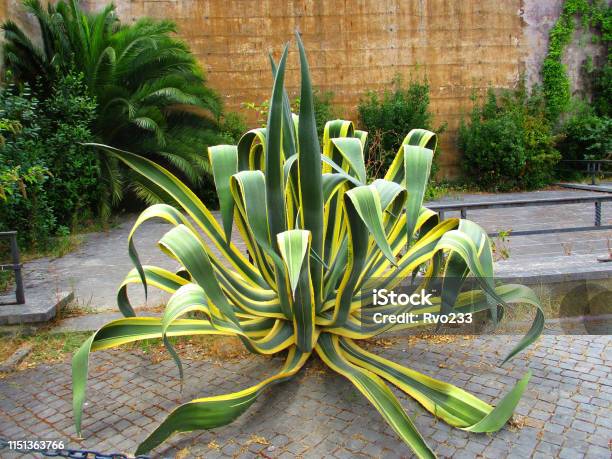 Agave Americana Variegata Tropical Exotic Decorative Plant In Garden Stock Photo - Download Image Now