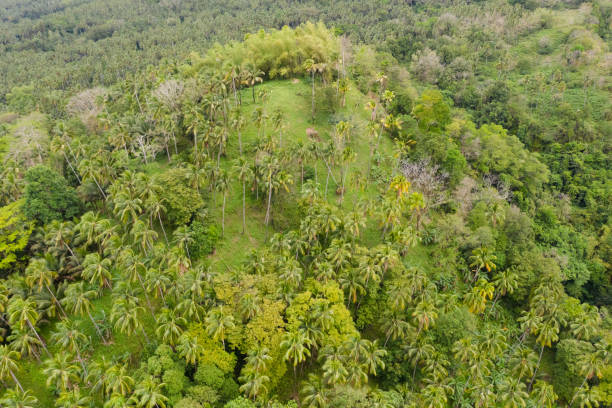 istock Rain forest on a hillside in sunny weather, top view 1151364471