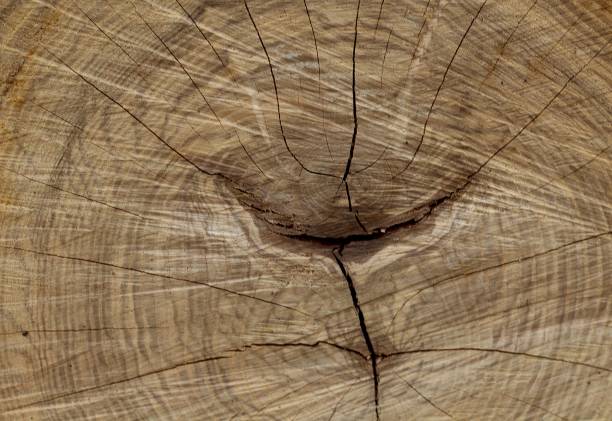 istock Bottom of Tree Wood Texture 1151364755