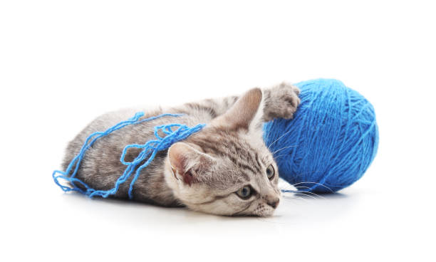 istock Gray cat with a ball. 1151364756