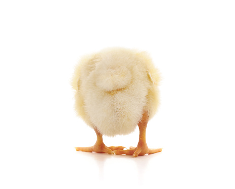 Small yellow chick turned her back isolated on white background.