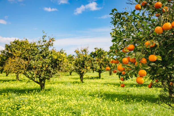 beeindruckender blick auf den grünen garten. ort ort sizilien insel, italien, europa. - orchard stock-fotos und bilder