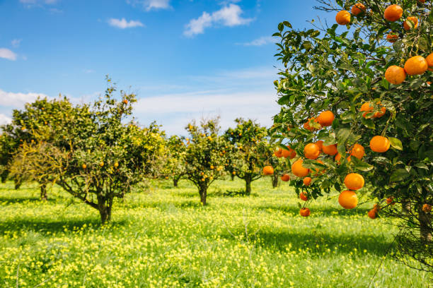 푸른 정원의 인상적인 전망. 위치 장소 시칠리아 섬, 이탈리아, 유럽. - orchard 뉴스 사진 이미지