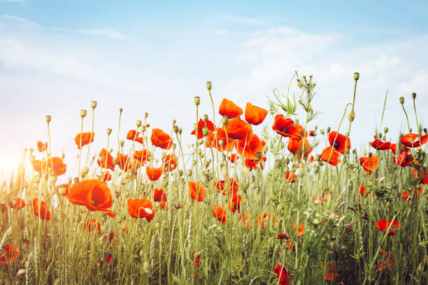 istock Close up poppies on field. Wild flowers in springtime. 1151367103