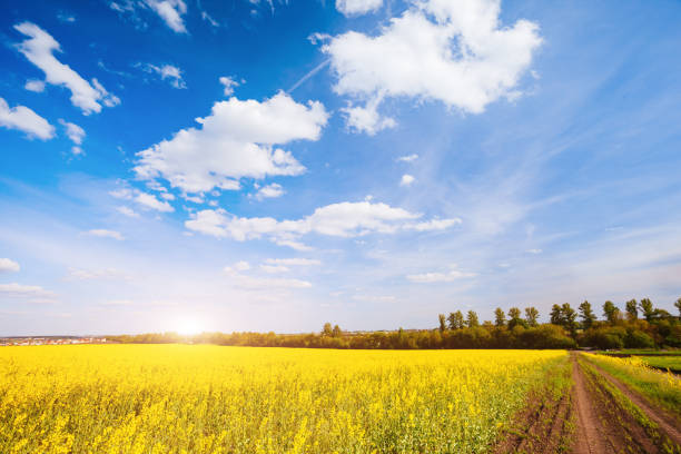 istock Fantastic view of the azure sky on a sunny day with fluffy clouds. 1151367121