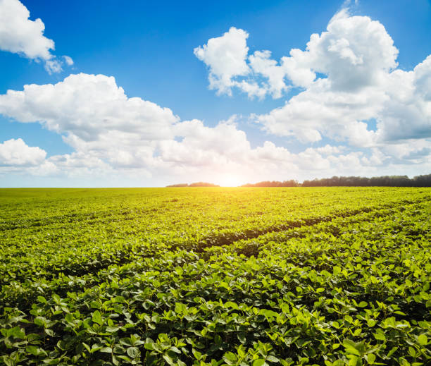 istock Captivating scene of the countryside with white fluffy clouds. 1151367358