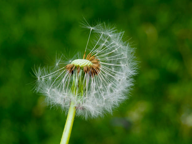 istock Dandelion. Dandelion fluff. Dandelion tranquil abstract closeup art background. 1151369156