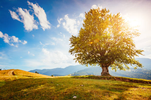 istock Bright rolling countryside around a farm. Sun glowing through tree. 1151369381