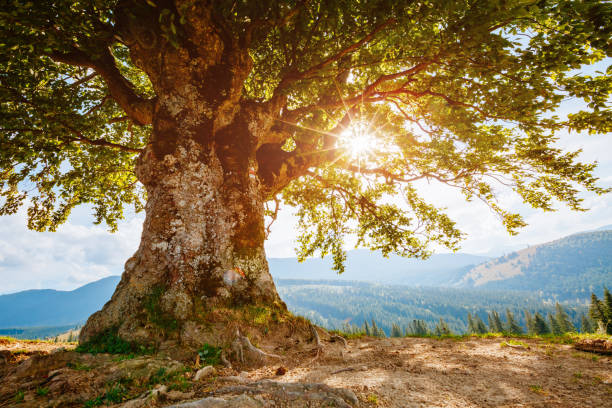 istock Bright rolling countryside around a farm. Sun glowing through tree. 1151369390