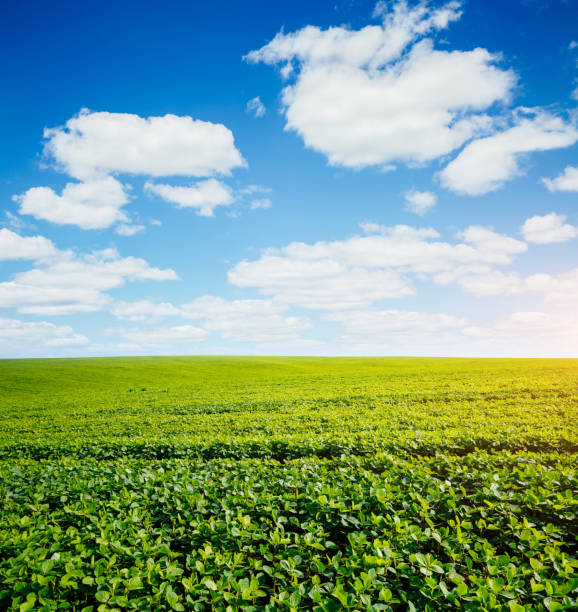 istock Captivating scene of the countryside with white fluffy clouds. 1151370148