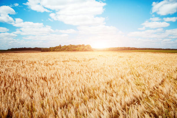 istock Captivating scene of the countryside with white fluffy clouds. 1151370197