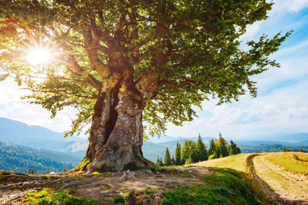 Bright rolling countryside around a farm. Sun glowing through tree.