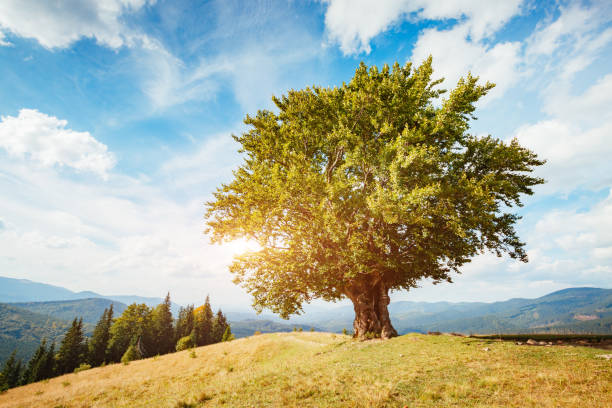 istock Bright rolling countryside around a farm in the morning light. 1151370576
