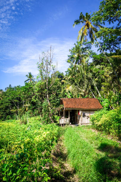 Plantations in green fields, Sidemen village, Bali, Indonesia