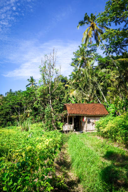 плантации на зеленых полях, сайдмены, бали, индонезия - sidemen стоковые фото и изображения