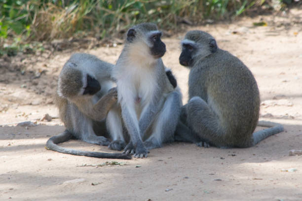 Flea picking vervet monkeys sitting next to each other