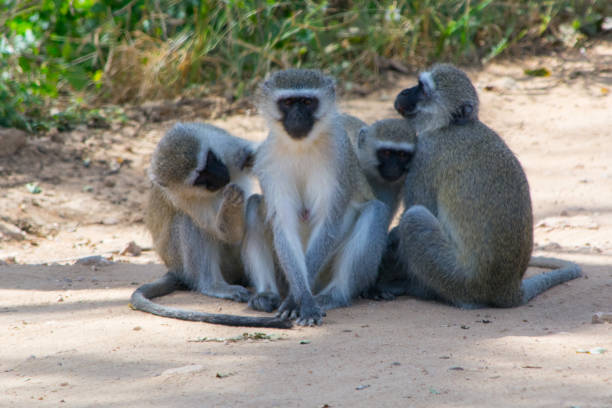 istock Flea picking vervet monkeys sitting next to each other 1151372934