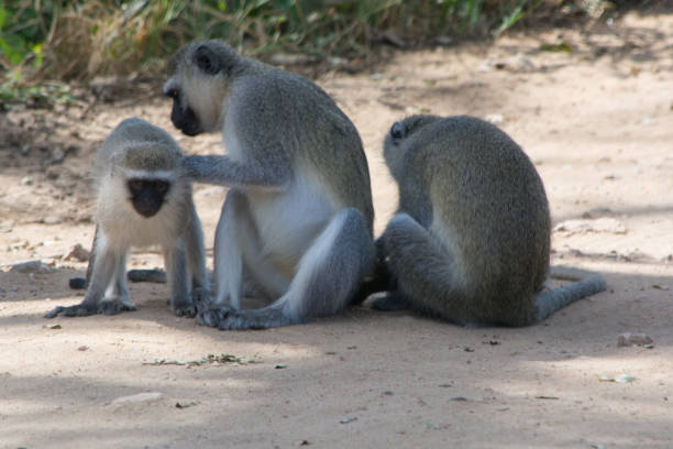 istock Flea picking vervet monkeys sitting next to each other 1151372940