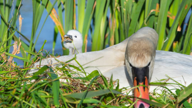 istock A mute swan cygnet and pen 1151373662