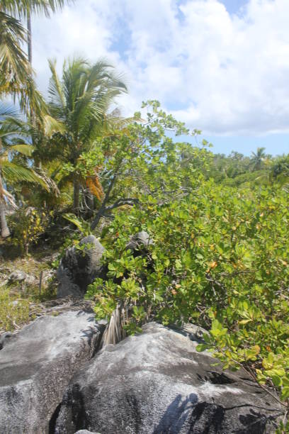istock seychelles private island beach 1151374233