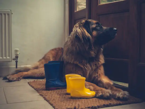 A big dog is lying by an open door with some rubber boots