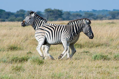 Two zebra's standing in the African savannah during a safari trip