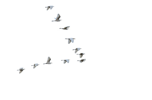 Flock of white herons flying in V-formation.