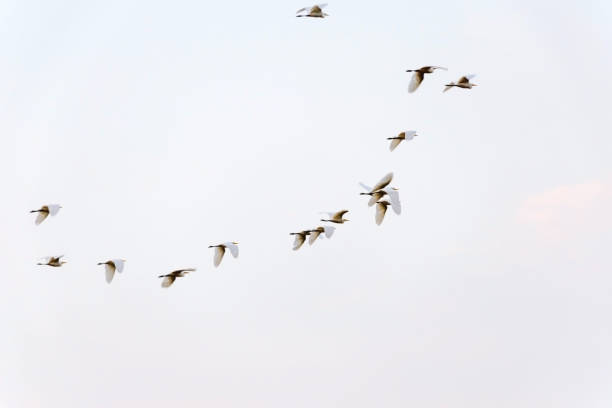 istock Flock of white birds flying in grey sky. 1151378084