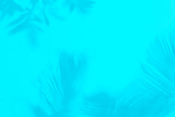 istock Silhouette of tree branches and palm leaves on blue soft background. 1151378117