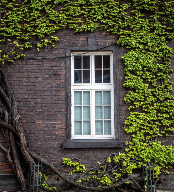 istock White window on brick wall with green liana plants 1151378738
