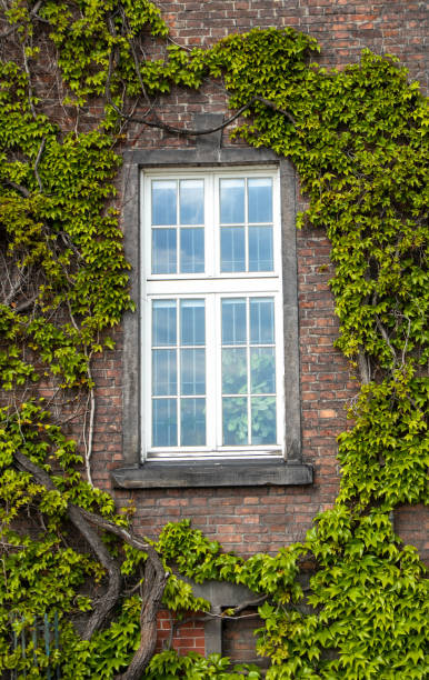 istock White window on brick wall with green liana plants 1151378781