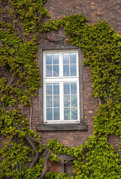 istock White window on brick wall with green liana plants 1151378838
